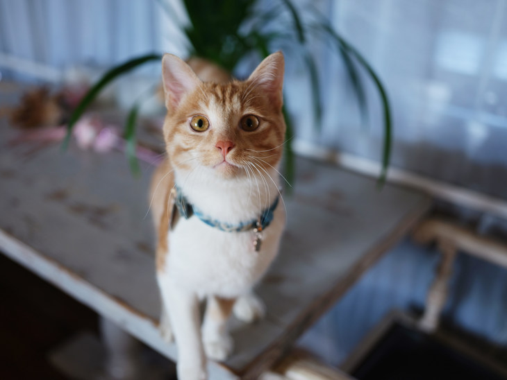 富士gfx50s2代中画幅相机值得买吗,富士中画幅相机gfx50sii测评