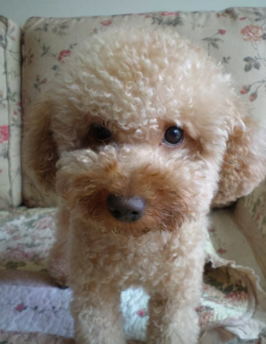 新手养狗泰迪入门必备攻略,新手养狗入门必备攻略泰迪