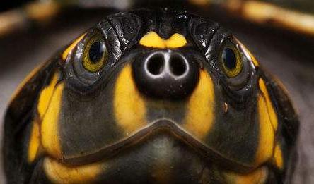 黄头侧颈龟能养在鱼缸吗,黄头侧颈龟深水鱼缸养