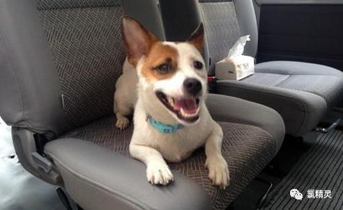 狗尿车里,狗尿车里了