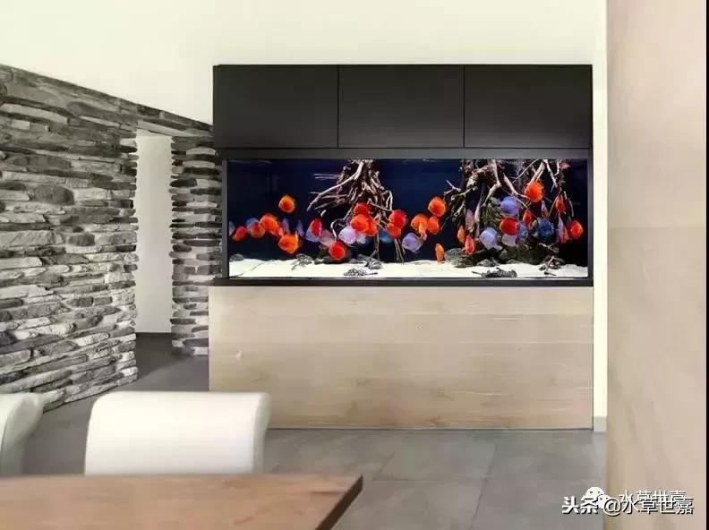 七彩神仙鱼水族箱布景,七彩神仙鱼苗繁殖技术