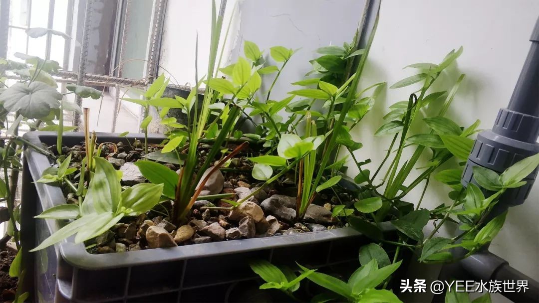 古法缸沼泽过滤植物推荐,沼泽过滤养鱼的制作方法