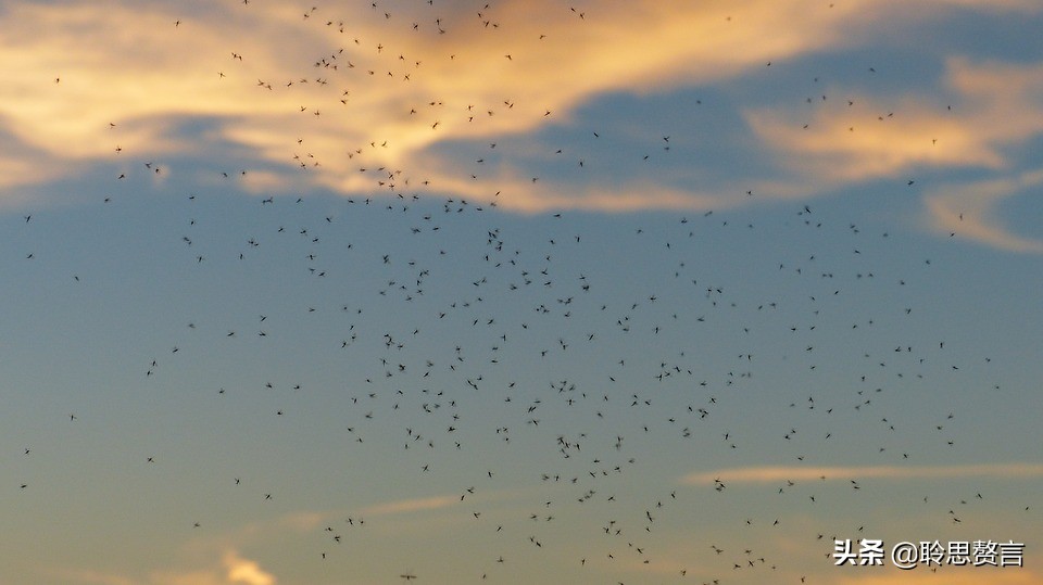 蚊子诗精选三十六首莫恨我心儿毒，只因你口儿馋