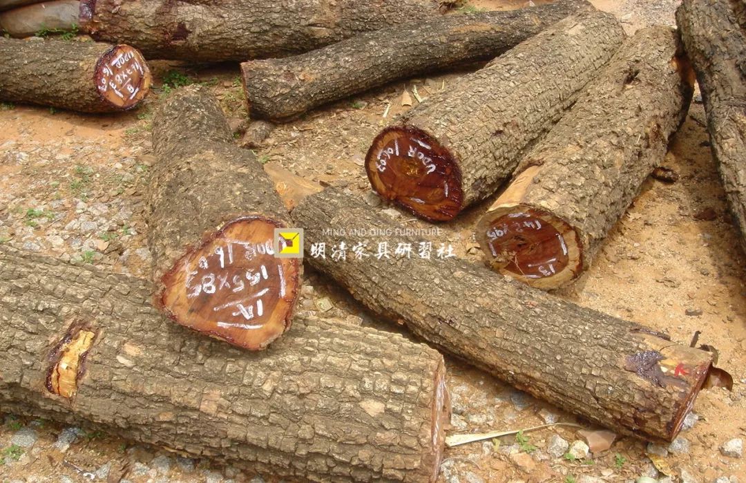 紫檀的真实身份,紫檀的一生