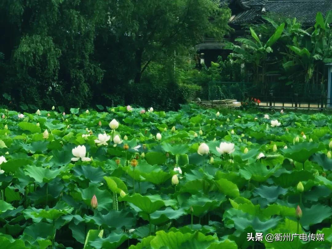 赏荷地图最新版,衢州赏荷