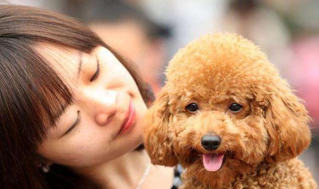 惩罚泰迪犬时5个禁忌绝不能犯,养泰迪犬的4大禁忌总有人会犯错