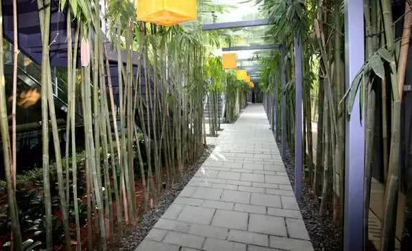 深圳米其林三星粤菜,全国最豪华的米其林餐厅