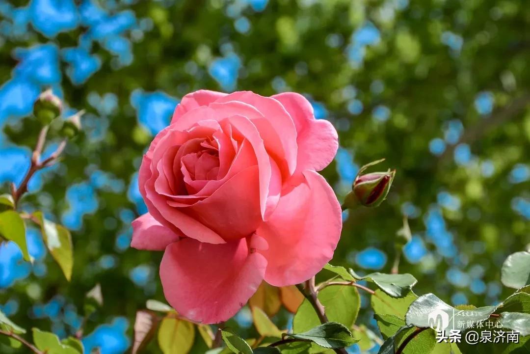 楂樻牎椋庨噰绯诲垪,楂樻牎椋庨噰灞曠ず瑙嗛