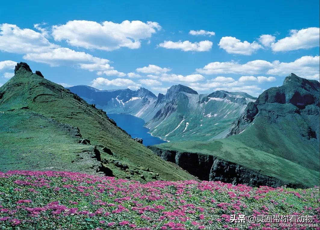 金日成爱吃的它,居然已经在国内绝迹?