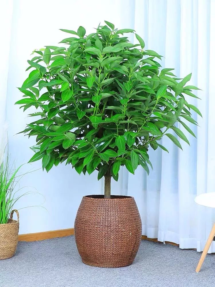 吸甲醛净化空气最好的绿植,除甲醛净化空气的室内绿植