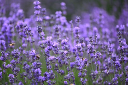 西餐常用的十三种香草介绍大全,西餐中常用的15种香料和香草