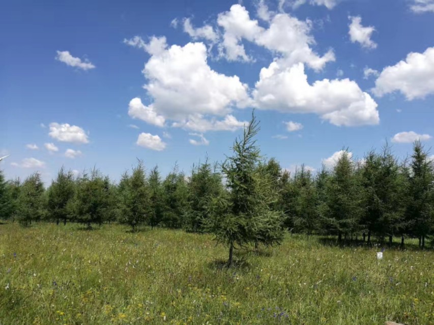 十一去塞罕坝旅游攻略,北京塞罕坝自驾游攻略最新