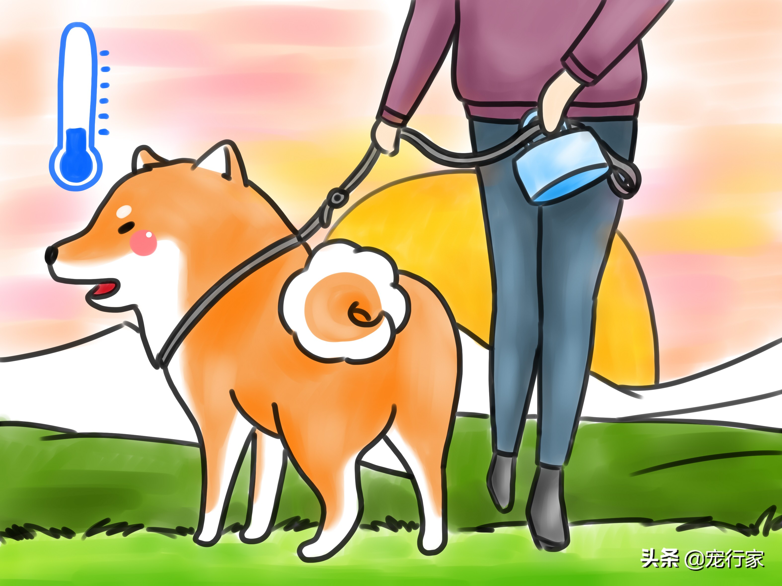 狗狗爪子受伤了流血了怎么办,狗狗爪子皮肉伤了用什么药