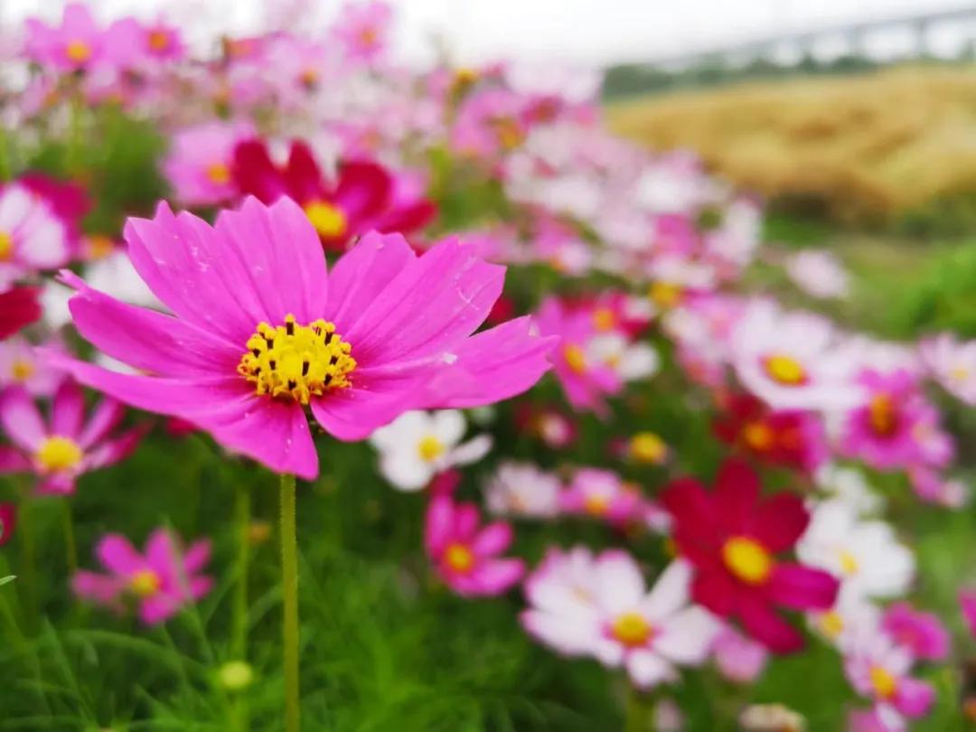 百亩花海竞相开放视频,余杭径山花海
