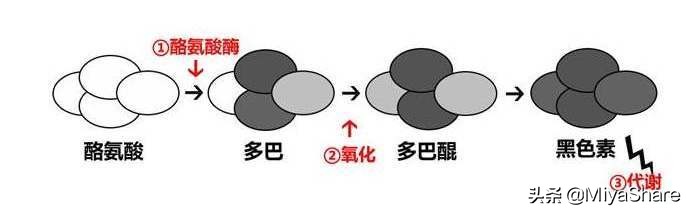 玉兰油水感透皙亮肤,玉兰油美白光感小白瓶