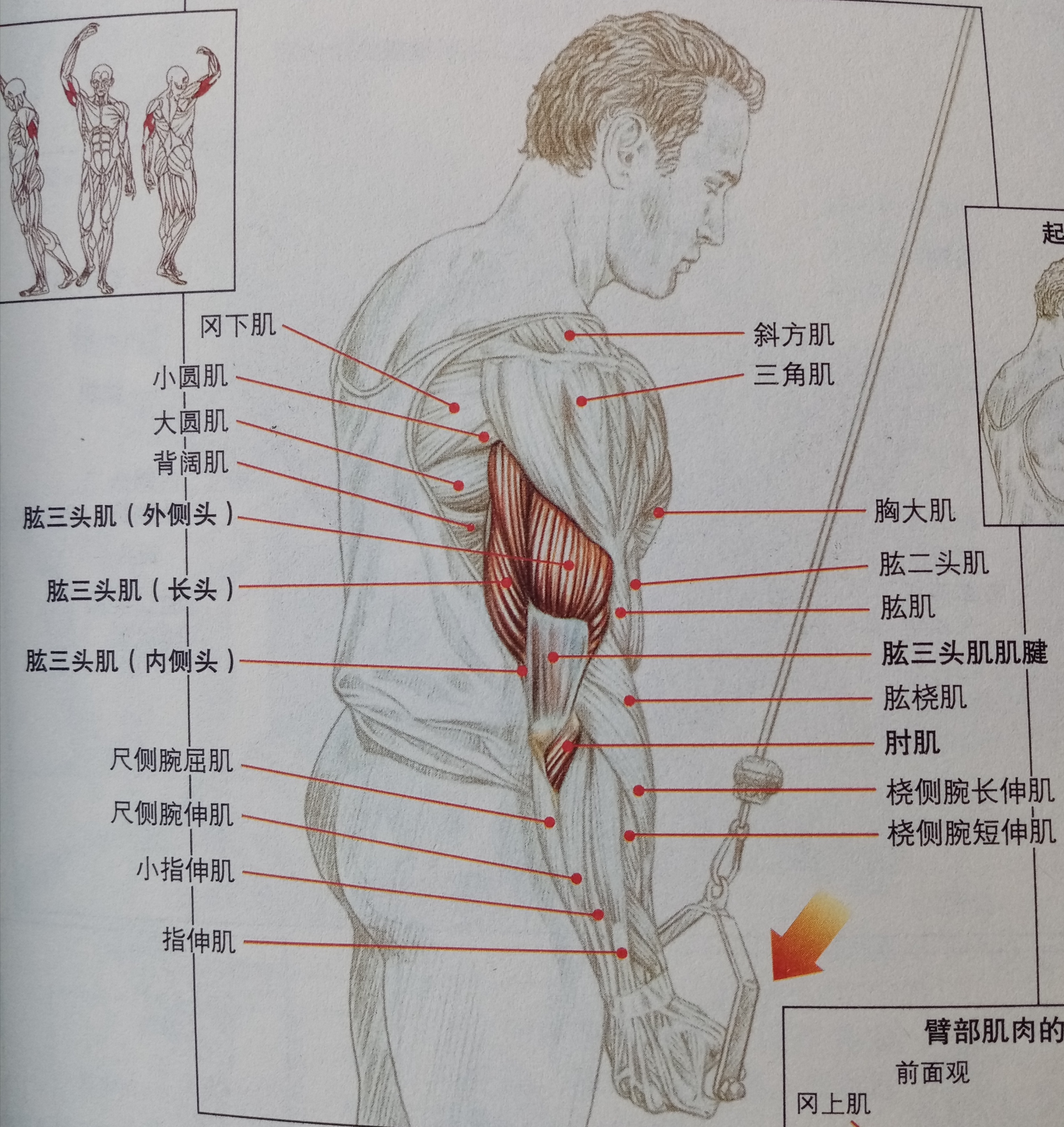 大臂三头肌怎么练,二头肌和麒麟臂怎么练