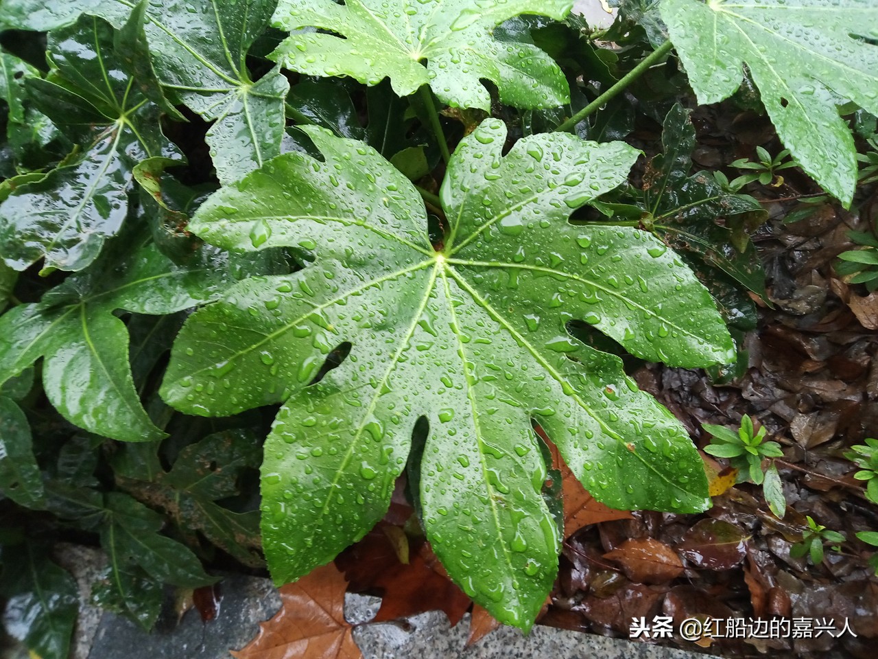 魅族魅蓝e2介绍,魅族魅蓝e2参数