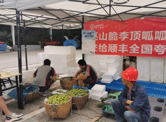 巫山县脆李基地项目,巫山脆李产业