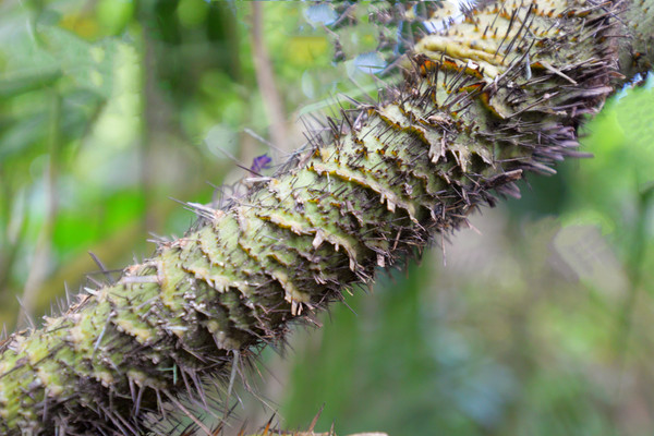 海南呀诺达热带雨林文化旅,三亚诺达雨林旅游攻略