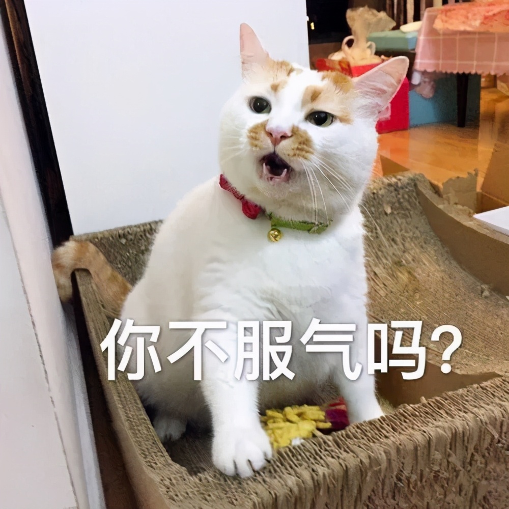 猫真的会把你当妈妈,猫把你当成妈妈是啥样子的