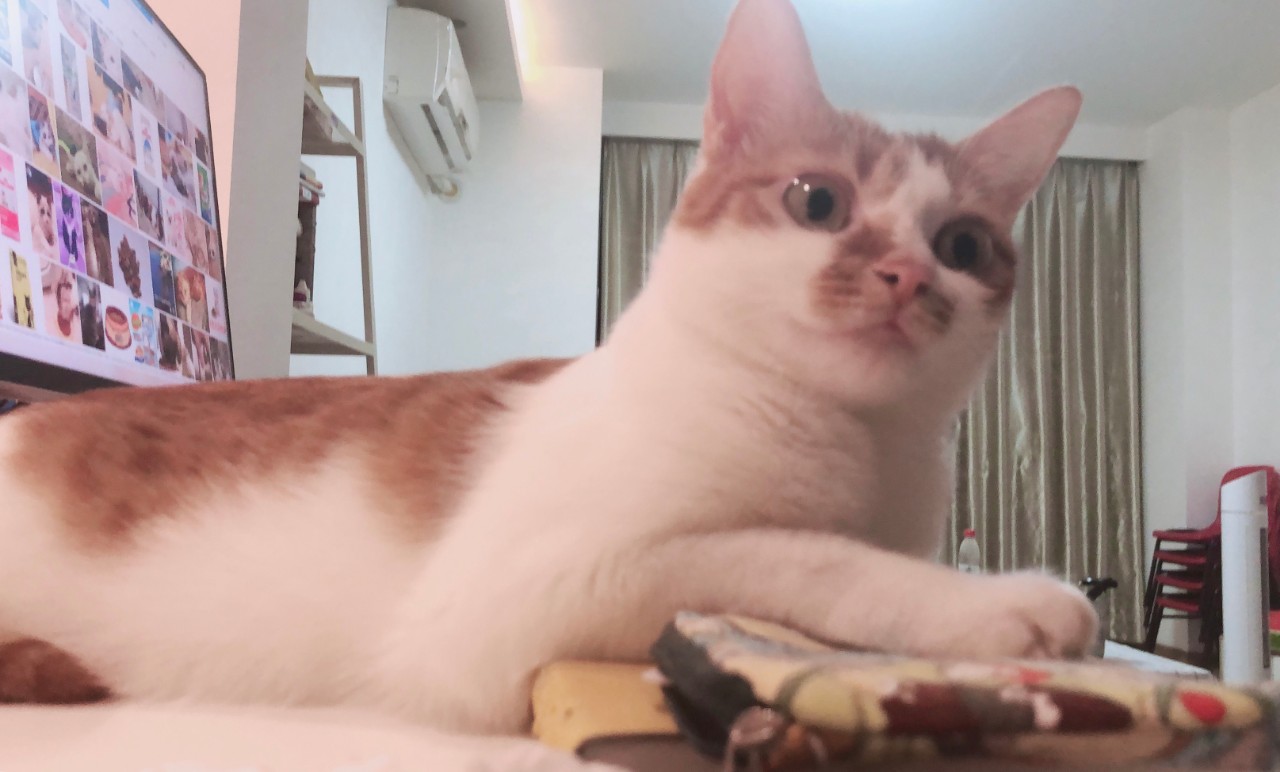 猫尿结石怎么治,猫尿不出尿有结石怎么治疗