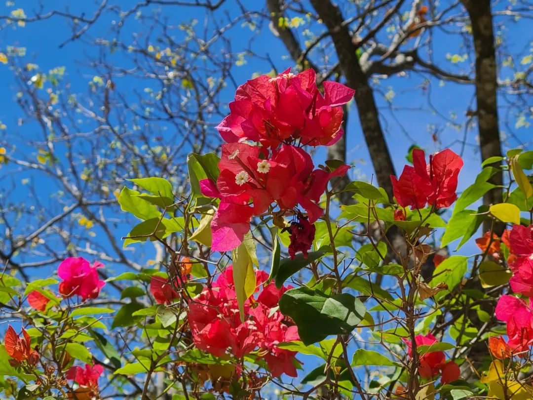 海南之行记录全集,海南之行的记录