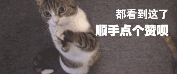 人猫交流真正实现了吗,猫咪交流软件真的有用吗