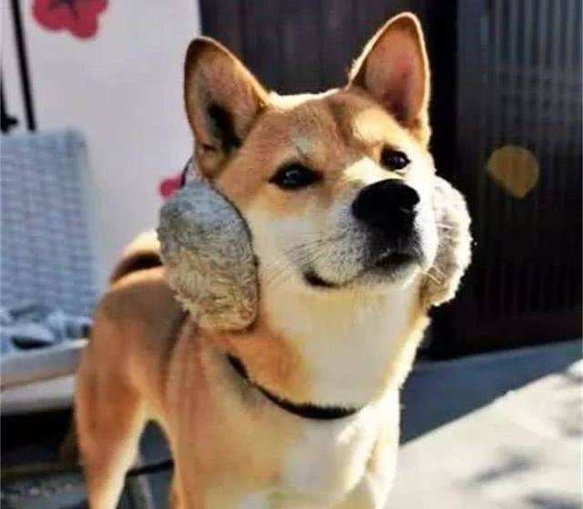 狗狗脾气变暴躁的原因及解决方法,狗狗脾气不好总咬人怎么回事