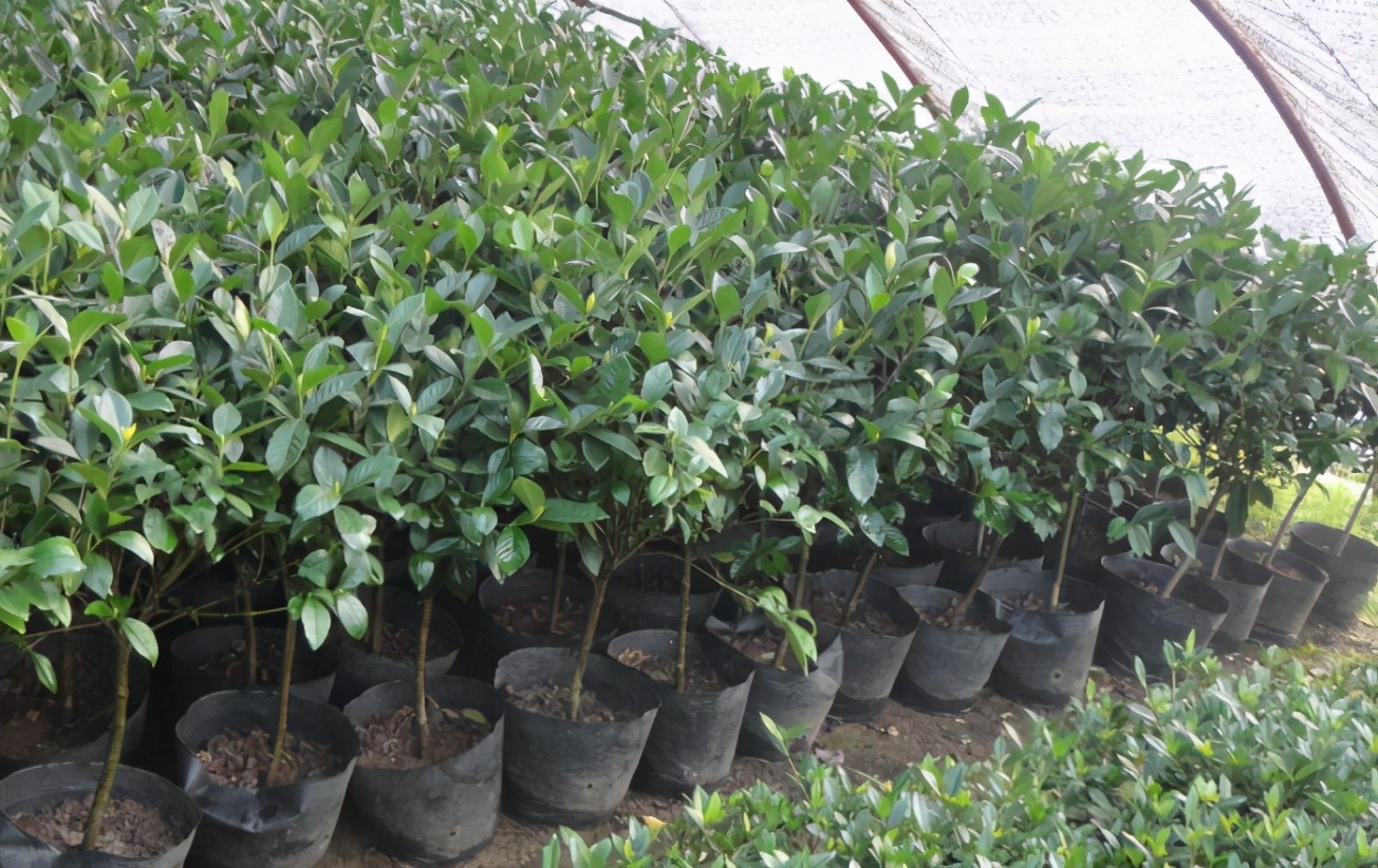 栀子花难种吗,栀子花太难养了