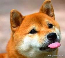 家里狗叫吵到邻居怎么办,狗子乱叫太吵怎么办