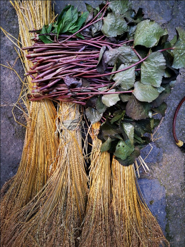 红叶鸭跖草,红叶苋菜补血吗