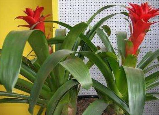 鸿运当头叶子卷叶是怎么回事,鸿运当头叶子为什么会卷起来