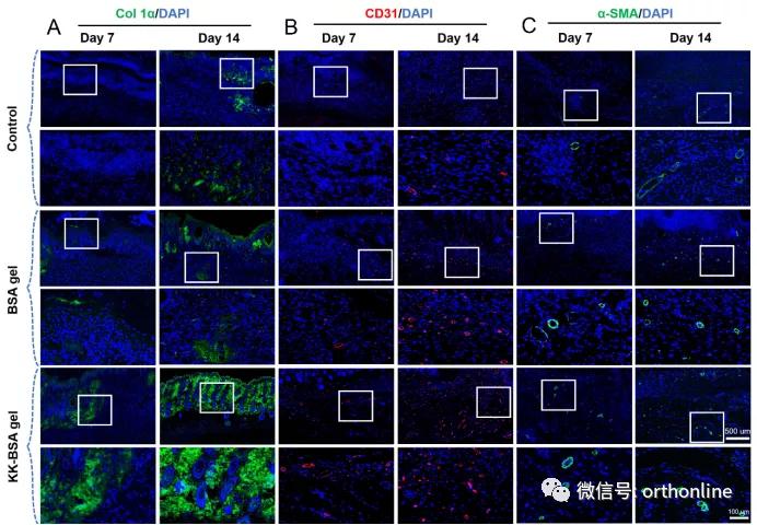 崔文国瑞金,上海瑞金医院创面修复