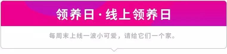 给它们一个家|线上宠物领养日,201903101