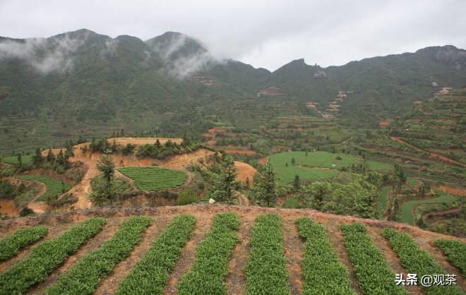 铁观音从入门到精通,铁观音的认知过程