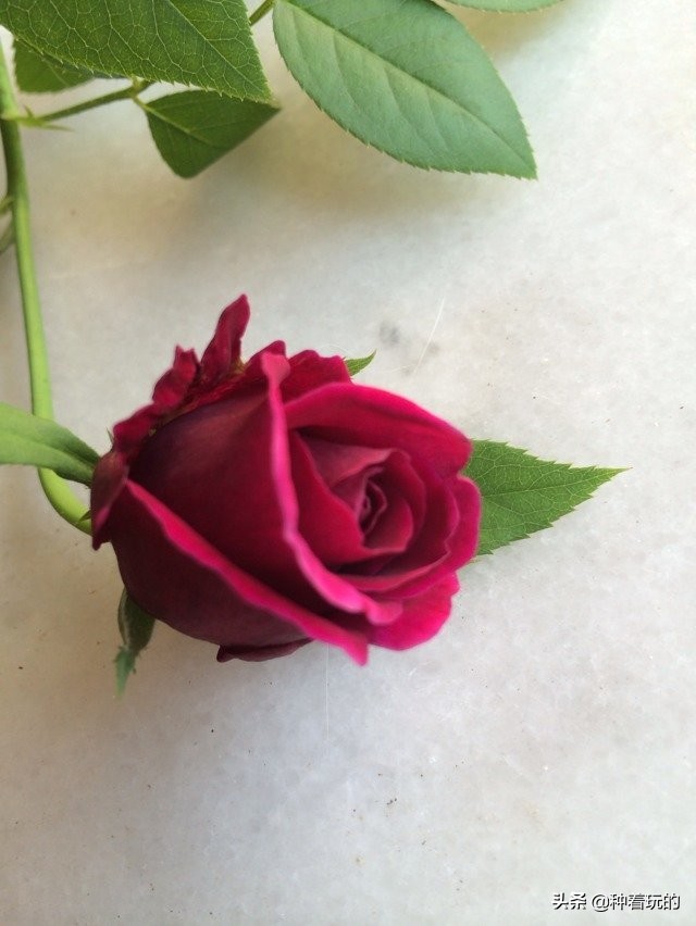 又香又漂亮的月季,一款特别仙气的月季花