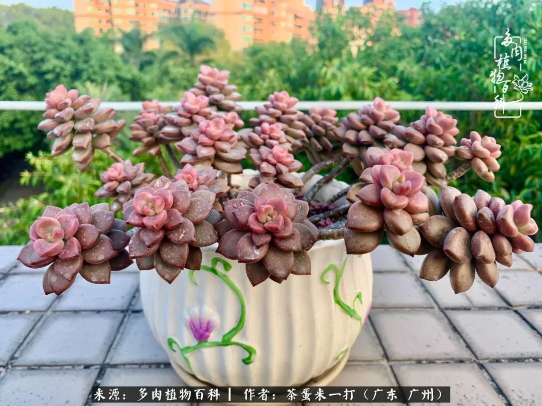 在冬日阳光下，记一个多肉小白的养肉历程