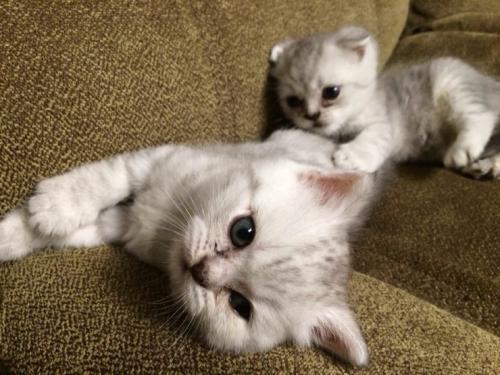 搜猫咪各种图片,世界猫咪图录