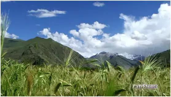 青青稞酒自有品牌青稞酒,走进上市公司全集