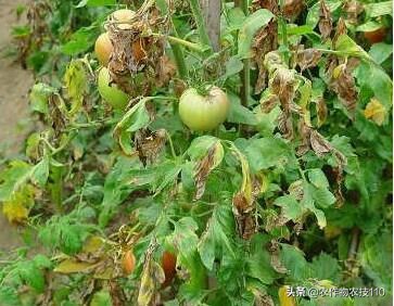 大棚西红柿阴雨天能打枝吗,阴雨天西红柿大棚湿度大怎么办