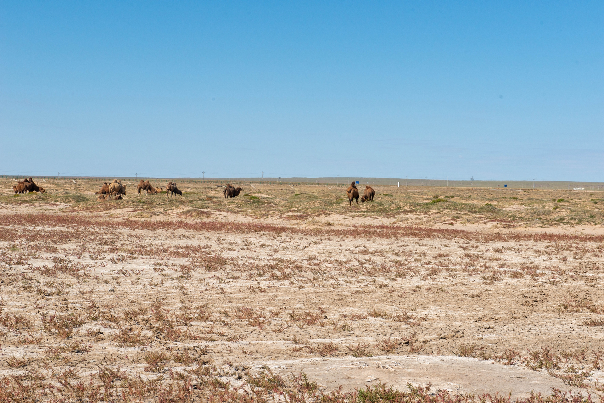 二连浩特到新疆边境游,内蒙古自驾游二连浩特