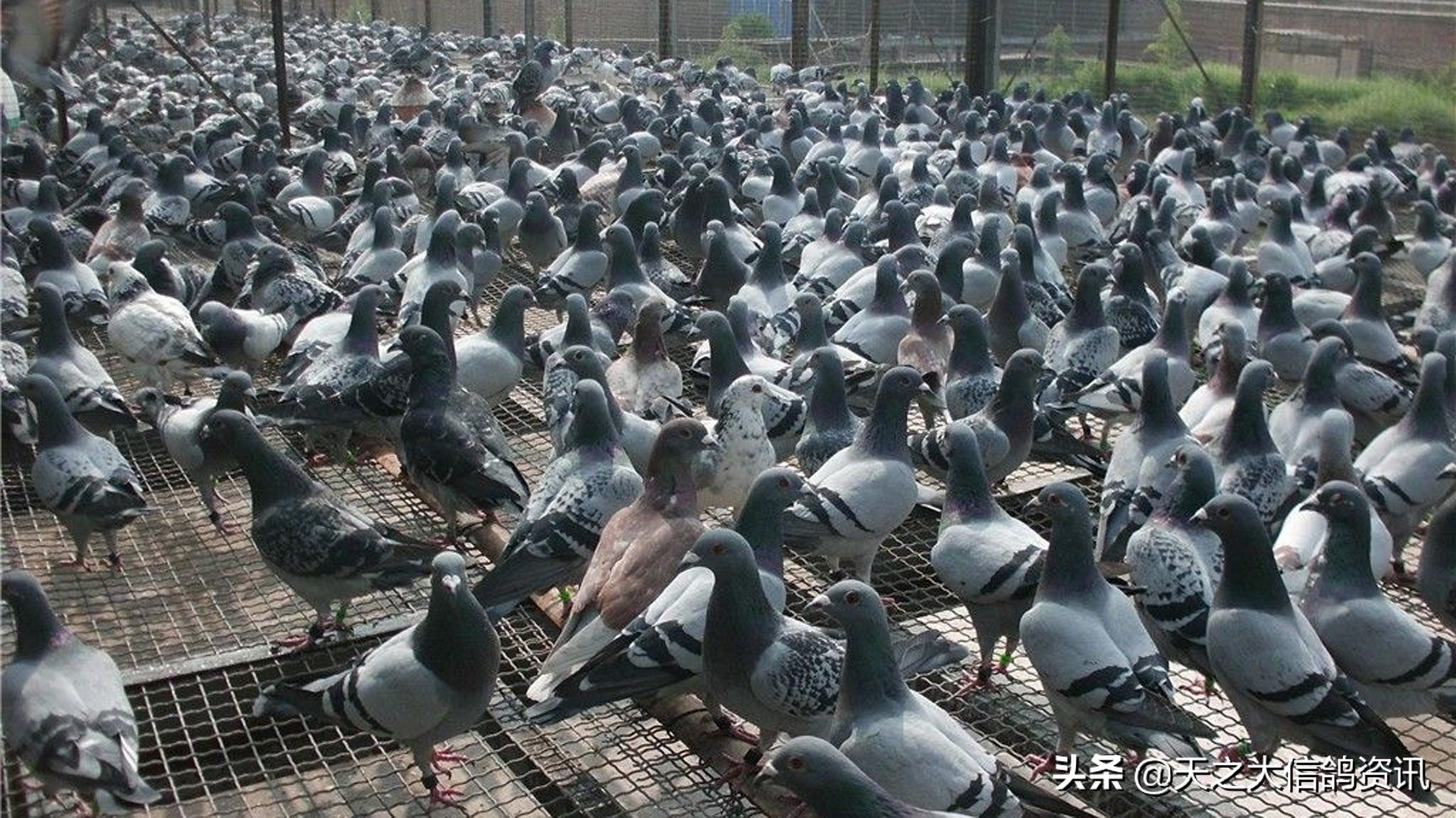 怎么鉴别赛鸽的优劣,赛鸽优劣的鉴别方法及配对