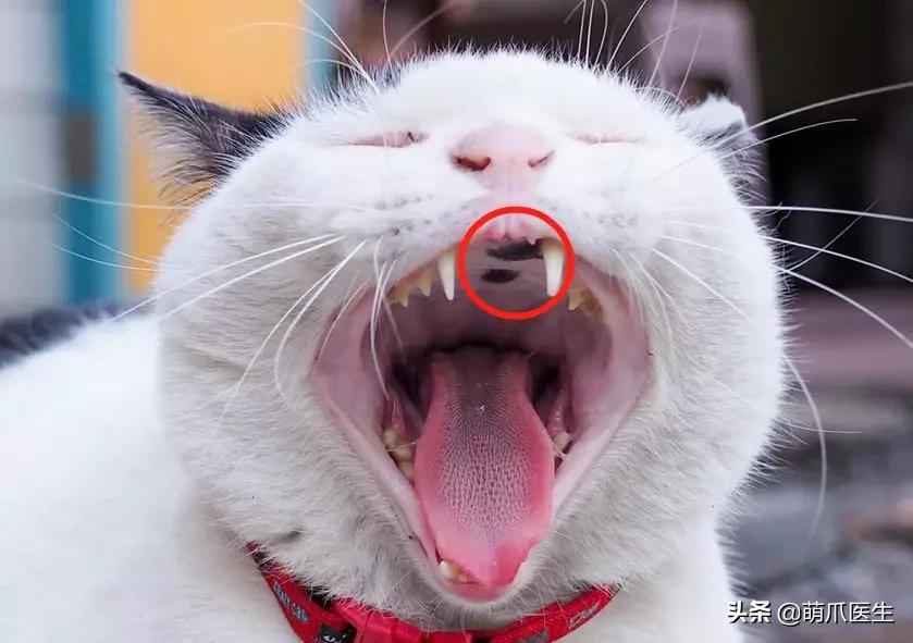 猫咪舔鼻子代表着什么,猫咪舔鼻子是什么原因