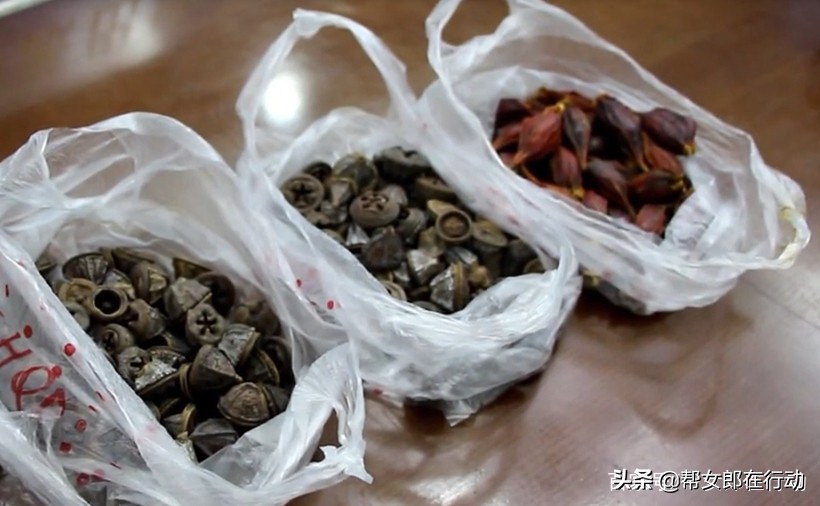 街边摆摊卖神药,地摊卖养生保健草药