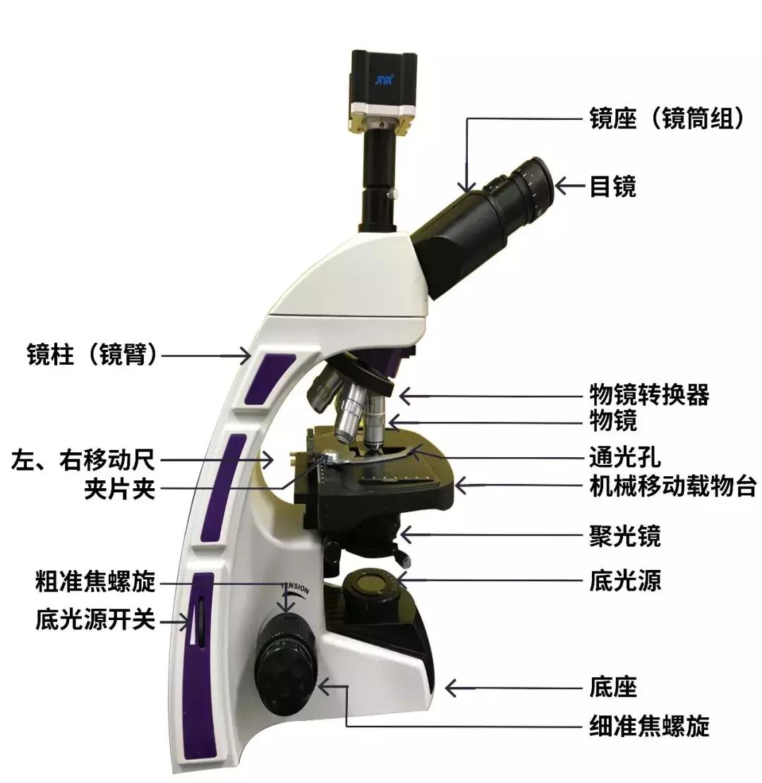 显微镜下的三千大千世界,显微镜下的世界是精美绝伦的