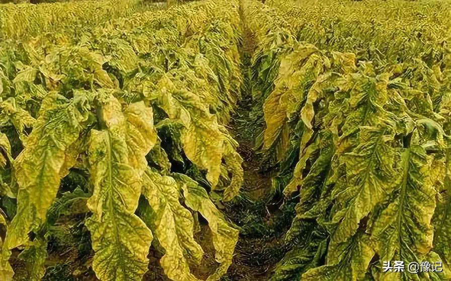 褚时健红塔烟草集团,褚时健中国烟草