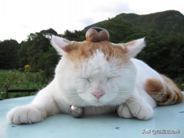 吾皇万岁万万岁，关于喵主子的冷知识，铲屎官们还不进来了解一下