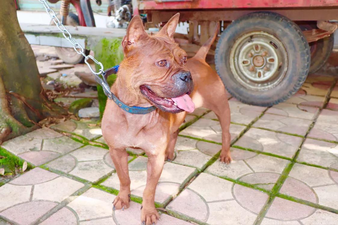 重庆九龙坡川东猎犬基地,川东重庆犬