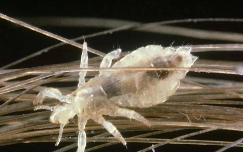 家里出现的十种虫子图片及名称,家里经常出现的虫子有哪些