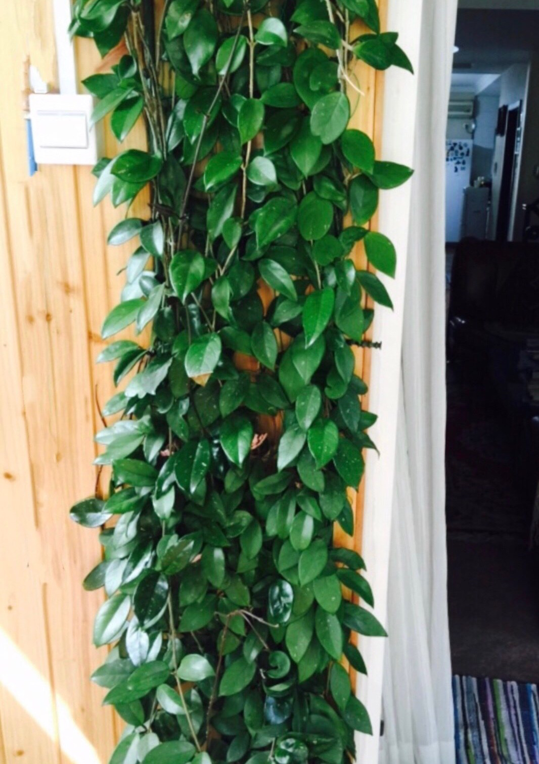 盆栽球兰花的养殖方法,花卉球兰的养殖方法和技巧